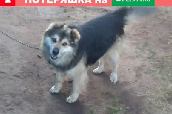 Пропала собака Демушка в Кичменгском Городке, Вологда