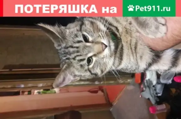 Найден голодный кот, адрес: Москва, Варшавское шоссе, 131к3