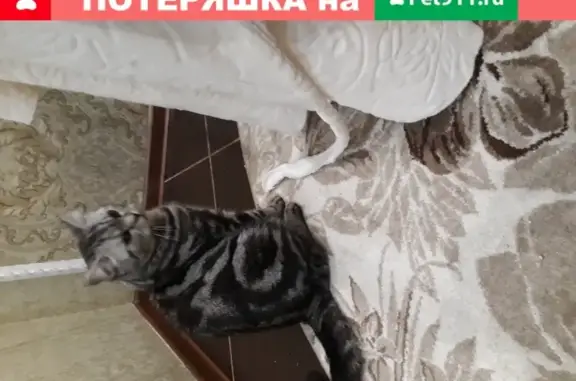 Найден британский кот в районе онкологии, Астрахань.