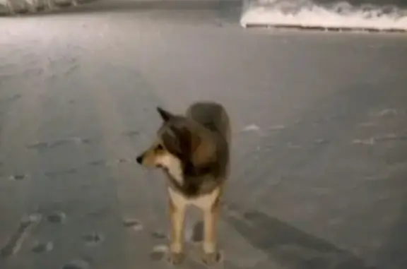 Найдена собака в Томске, похожа на лайку