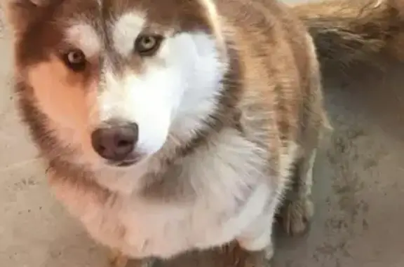 Пропала собака ХАННА в Березняках, Сахалинская область