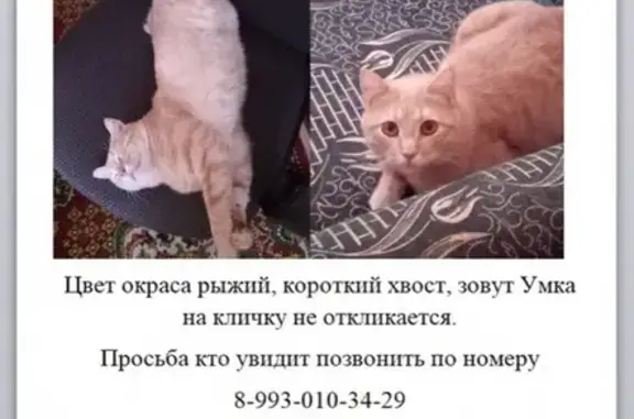 Пропал кот Умка в Бердске, Новосибирская область 🐈🙀