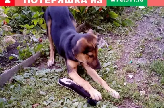 Пропала собака на ул. Будённого, возраст 7 месяцев, кличка Тобишь.
