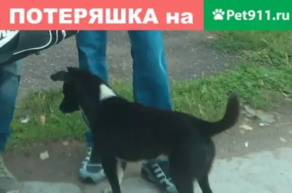 Пропала собака в Красноярске