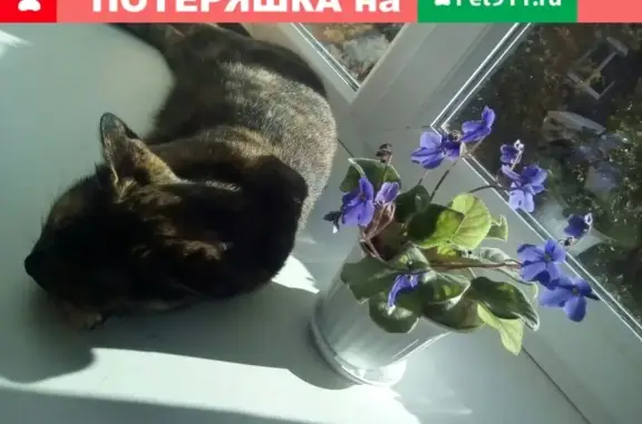 Пропала кошка в Чистополе: Привалова 75