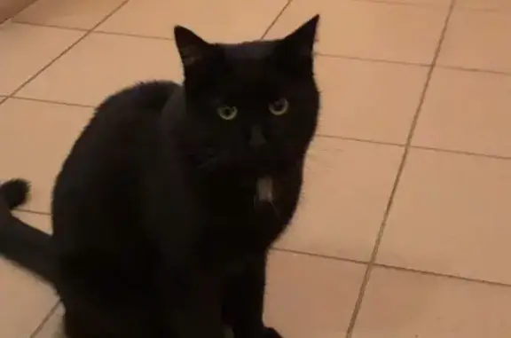Найдена чёрная кошка с ошейником в Калининграде