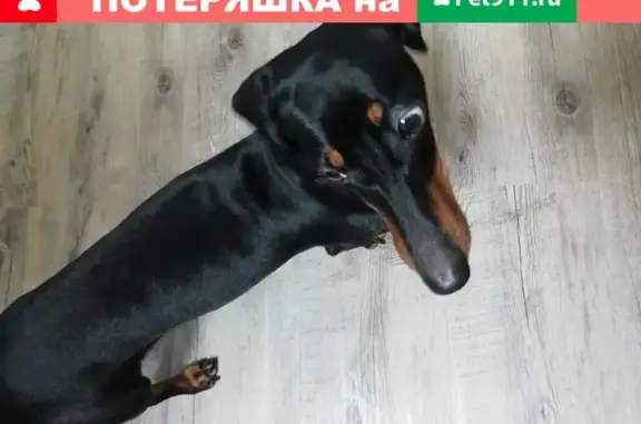 Найдена собака возле лицея в Кольцово, Новосибирск