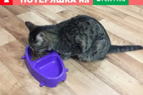 Найдена ласковая кошка в Уфе, район Мир