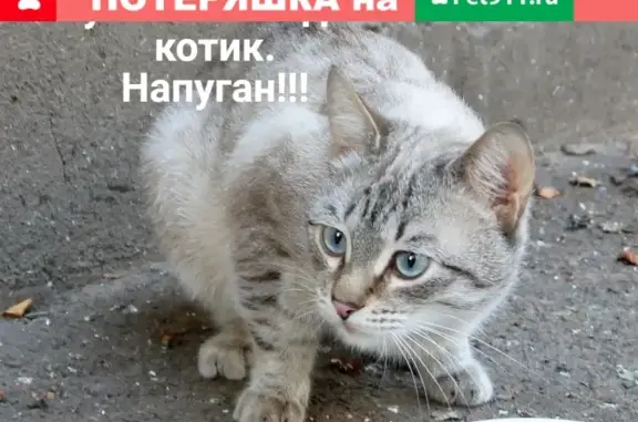 Найден голодный кот на Ленинском проспекте, СПб