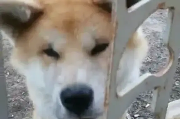 Пропала собака породы Акита в Буинске, Республика Татарстан