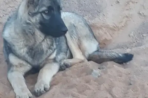 Собаки потеряшки, посёлок Бронна, фото: Потеряшка собака в пос. Бронна, ЛО, Ломоносовский район