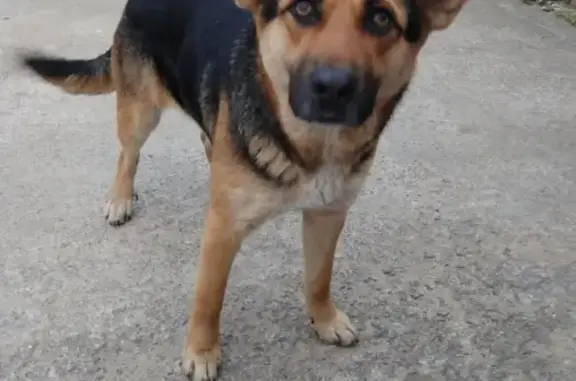 Найдена собака в Колпинском районе, Металлострой