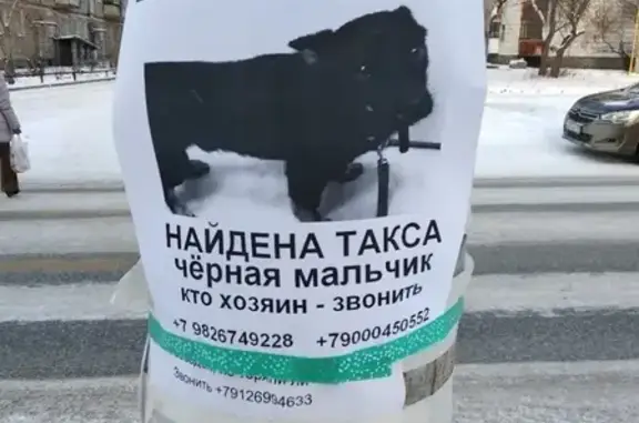 Найдена черная собака на улице Токарей (ВИЗ)