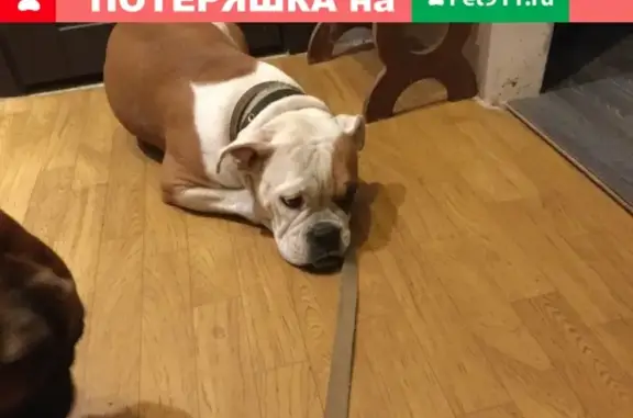 Пропала собака в Московской области, Тимоново!