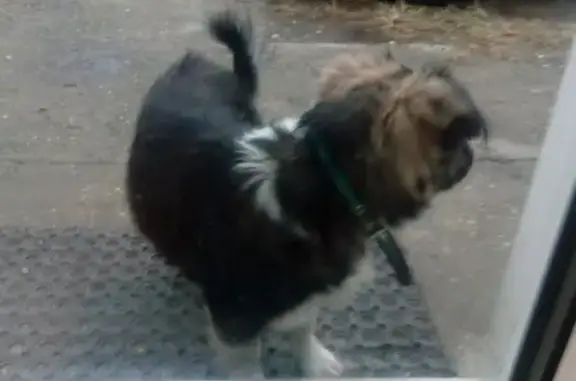 Пропала собака Тишка в Майкопе, носит зелёный ошейник