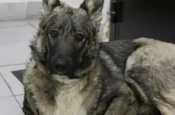 Найдена собака в Тимирязевском парке, Москва