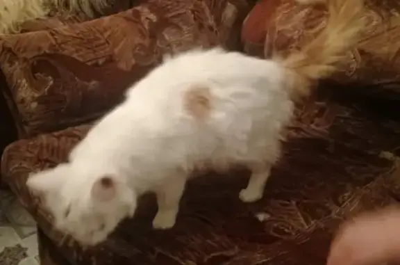 Найден домашний кот в Первоуральске