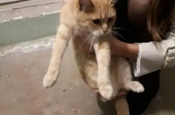 Найдена рыжая кошка в Череповце