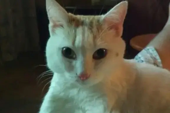 Потерянные животные Курган, фото: Пропала кошка в районе ЦУМа, Курган