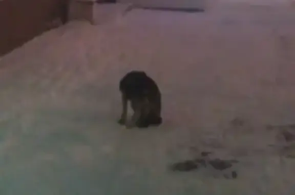 Найдена собака на пересечении Строителей - Социалистический, Барнаул