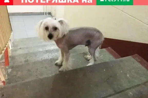 Найден китайский хохлатый пёс на улице Героев Панфиловцев, Москва
