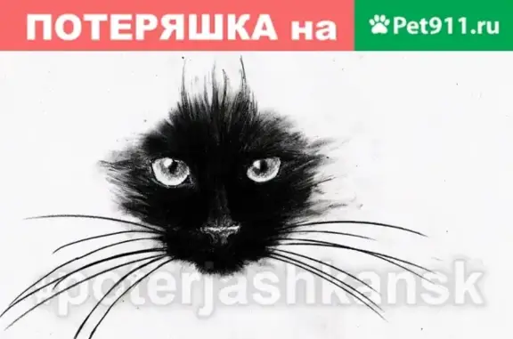 Найдена кошка в Калининском районе, Гребенщикова
