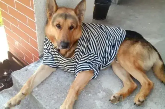 Пропала собака Тор в Зеленополье, Калининградская область