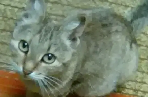 Найдена беременная кошка в д. Стулово