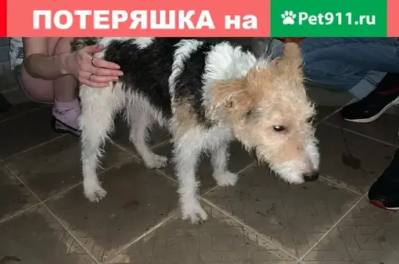 Собака найдена на Ветлужской улице в Новосибирске
