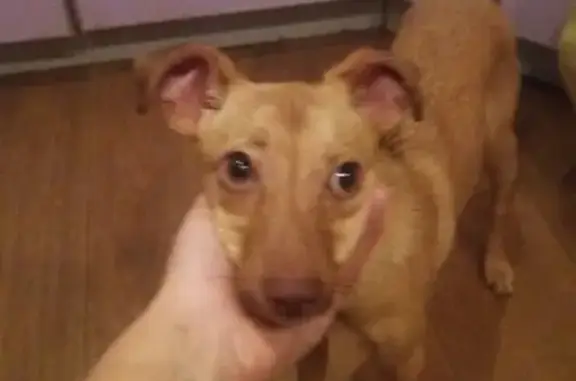Найдена собака в Нефтеюганске