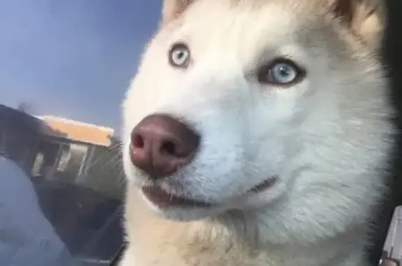 Пропала сибирская хаски Боня в Перми 🐾