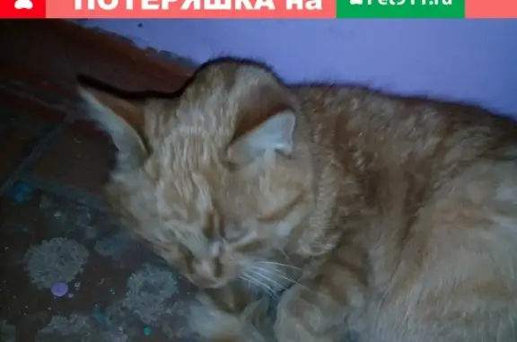 Найдена кошка в Володарском р-не, ищем хозяев