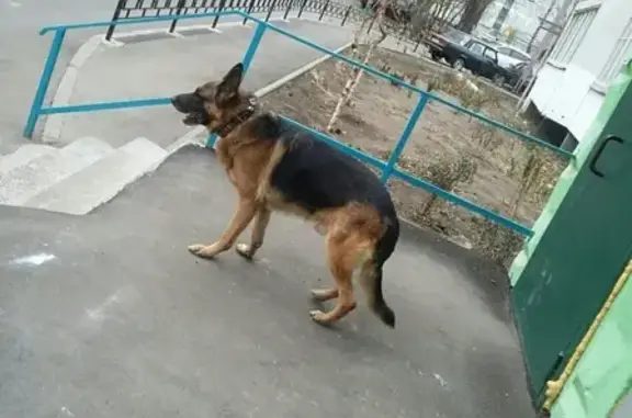 Пропала собака Граф в Воронеже