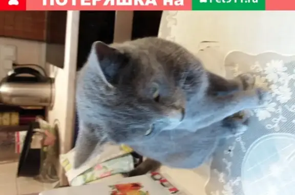 Найдена кошка на ул. 60 лет Октября 98, Красноярск