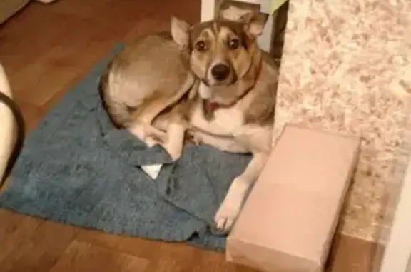 Пропала собака Ириска в Н. Новгороде
