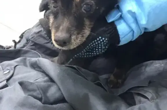 Найдена собака с противоблошиным ошейником возле Доскино