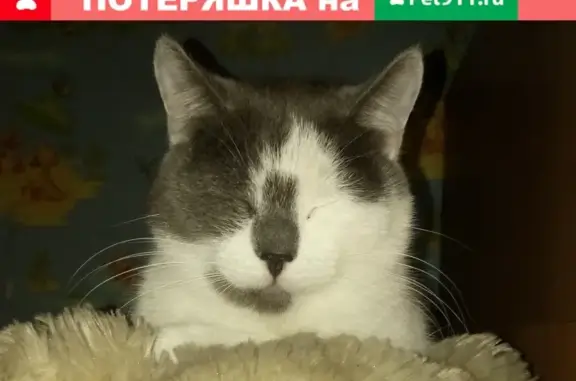 Пропала кошка Тося по ул. Энтузиастов, Новокузнецк