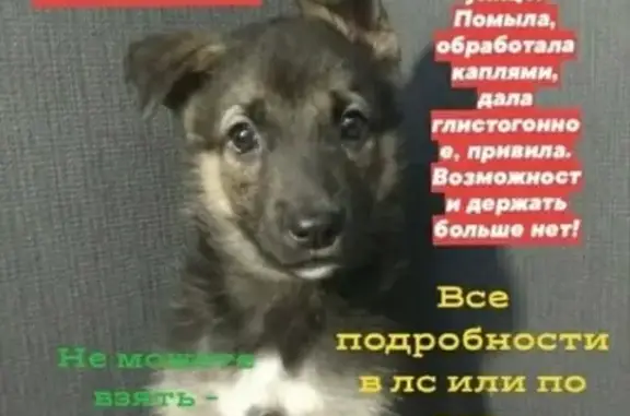 Найдена собака на Республики 88 в Сургуте