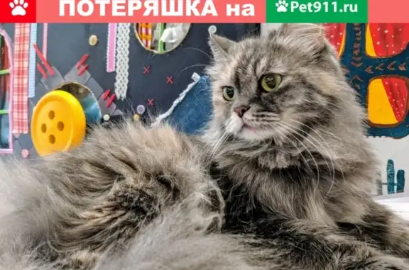 Найдена кошка на ул. Рубинштейна 5, СПб