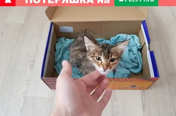 Найден котенок на ул. Николаева 20 в Стерлитамаке