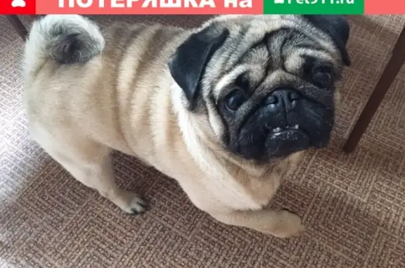 Пропала собака на Дунайском проспекте, метро Звездная, кличка Халк.