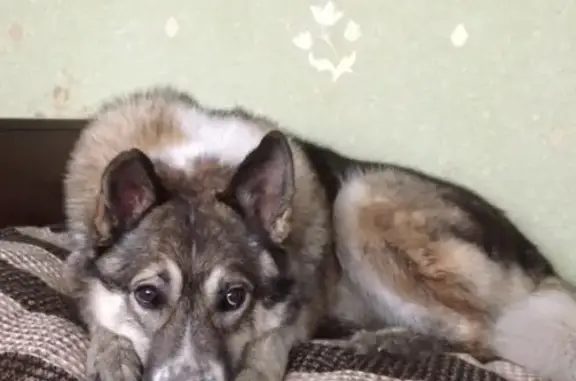 Найдена собака в Вологде, привезена в СПб