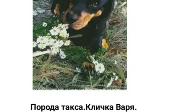 Пропала собака Варя, Нахимова 17, Ростовская область