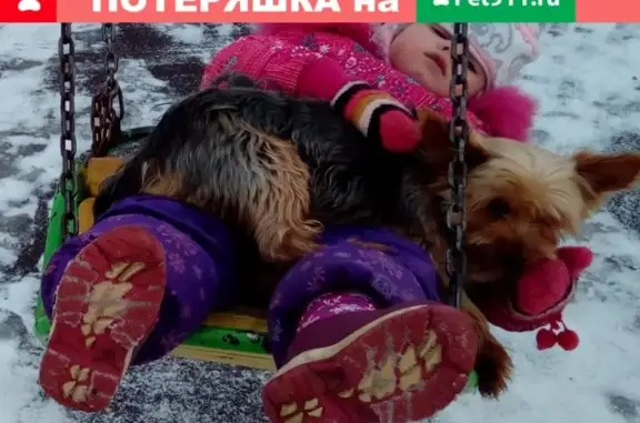 Пропала собака Пират в Щербинке, ул. Авиаторов