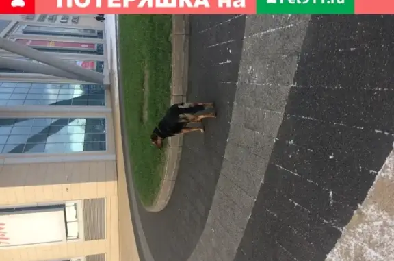 Собака ищет хозяина на Кушелевской дороге, СПб