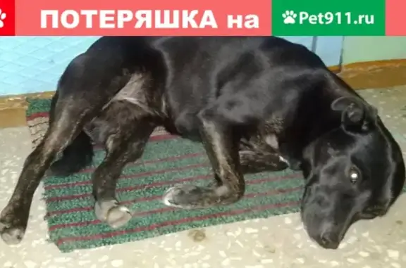 Найдена собака на Ул. Шевченко в Красноярске