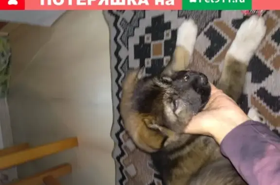 Найден щенок кавказец возрастом 3 мес. около дома Энергетиков 3, СПб, Новое Девяткино.