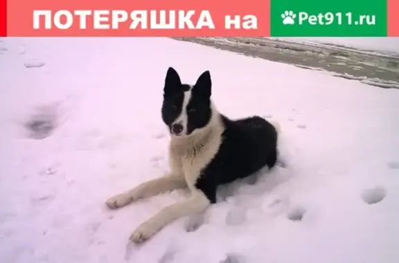 Пропала собака Нагир в деревне Шастово-Заберезное