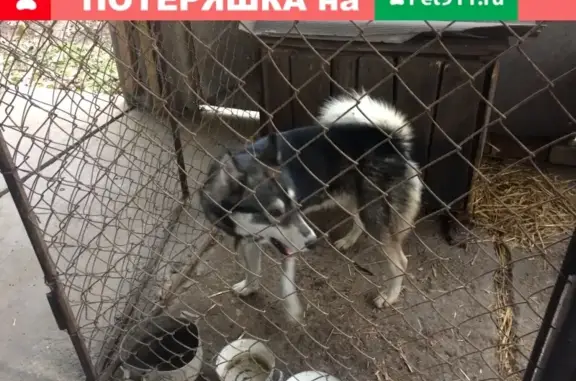 Собака найдена на улице Пионерской в Абинске