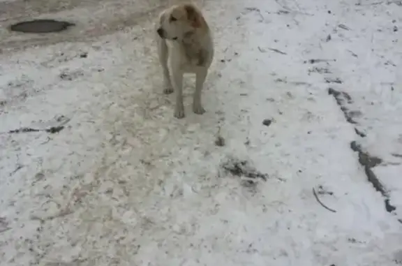 Найдена собака на детской площадке А. Невского 164